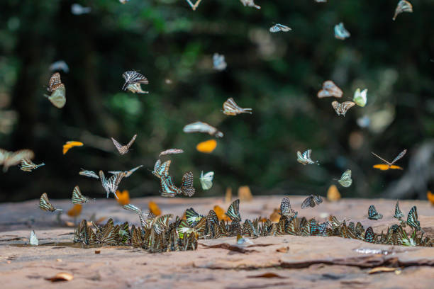 istock Selective focus Butterflies on the ground and flying in nature background.Blurred Tailed Jay butterflies (Graphium agamemnon) in green forest. 1158749892