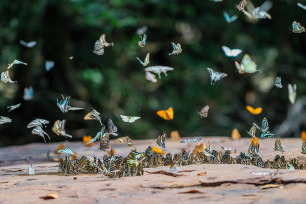 istock Selective focus Butterflies on the ground and flying in nature background.Blurred Tailed Jay butterflies (Graphium agamemnon) in green forest. 1158749894
