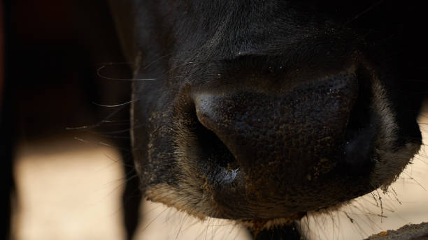 istock Black cow mouth detailed 1158750082