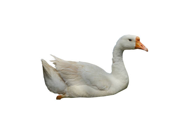 istock A white goose swiming isolated 1158750091
