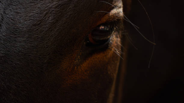 istock Brown cow detail shoot 1158750111
