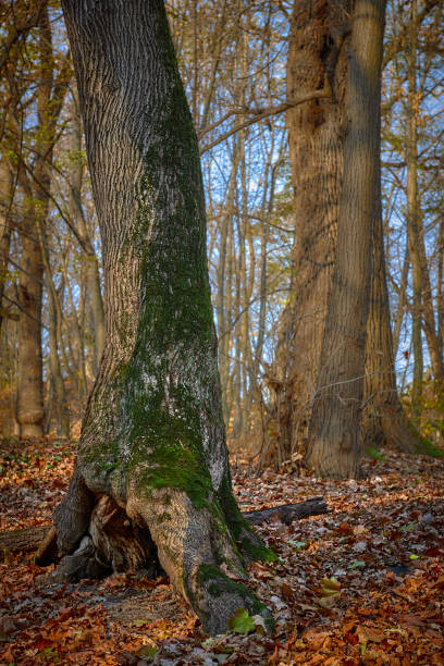 istock tree trunk with moss in the autumn forest 1158750129