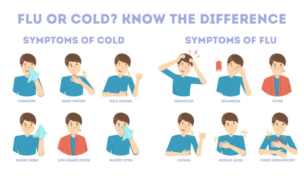 illustrations, cliparts, dessins animés et icônes de infographie sur les symptômes du rhume et de la grippe - serviette autour du cou