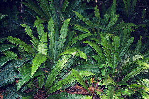 Fern leaves close-up.Abstract natural background.Urban jungle concept.Biophilic design.Selective focus.