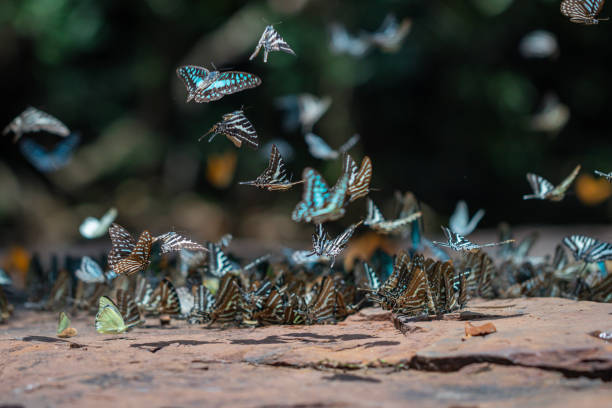 istock Selective focus Butterflies group on the ground and flying in nature background. 1158752160