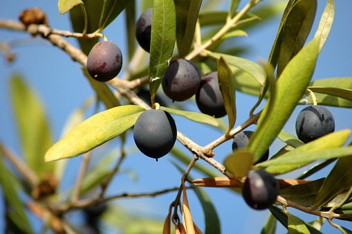 Close-up of black olives ripening on the tree.