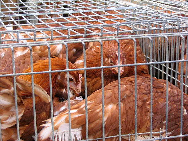 istock Hens at the market 115875472