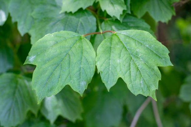 Close-up shot of Viburnum acerifolium leaf. Close-up shot of Viburnum acerifolium leaf. Blurred background. viburnum stock pictures, royalty-free photos & images