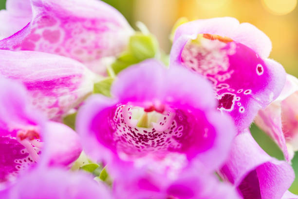 garden flower taken in macro