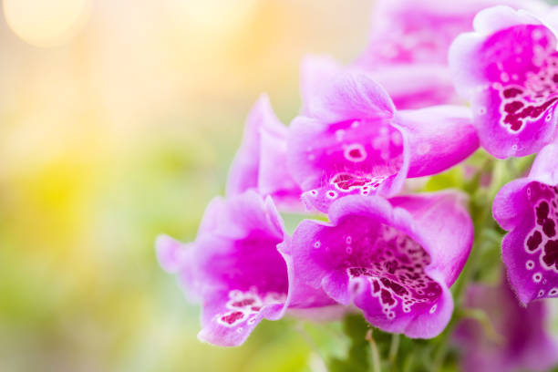 garden flower taken in macro