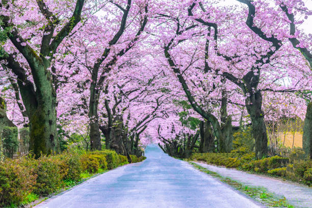 istock Walking path under the beautiful sakura tree or cherry tree tunnel in Tokyo, Japan 1158755429