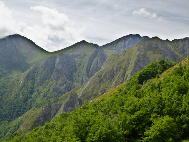 istock Leafy spring forest on the side of a mountain 1158755442