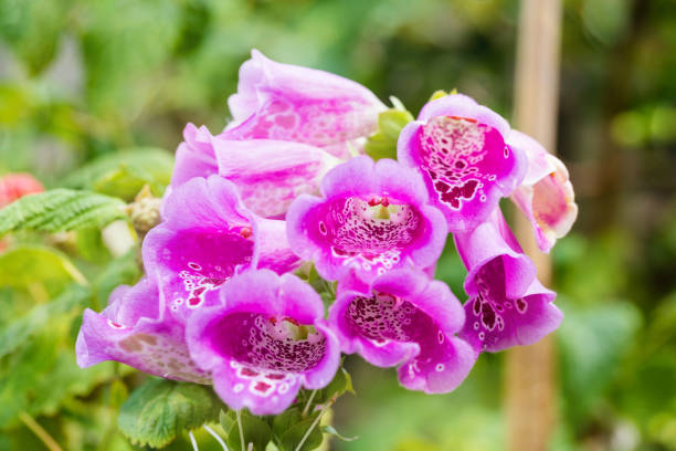istock digitalis purpurea in bloom in very close-up 1158756009