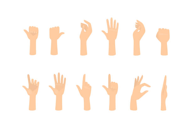 ilustraciones, imágenes clip art, dibujos animados e iconos de stock de conjunto de manos que muestran diferentes gestos - human thumb pointing human finger human hand