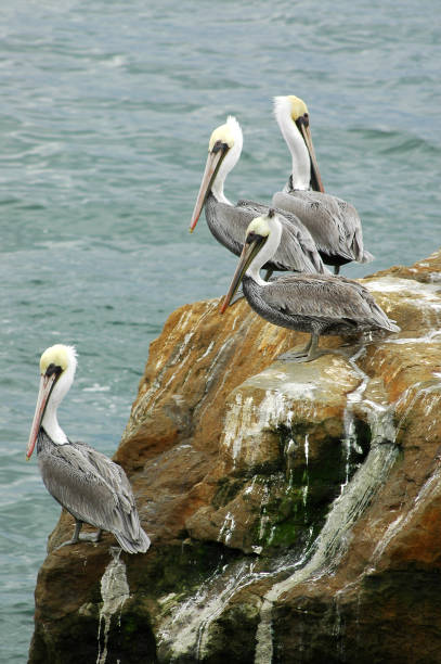 istock brown pelicans, Pelecanus occidentalis 115875871