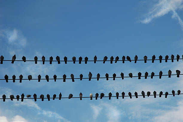 istock Pigeon Parking or Birds of a Feather Flock Together 115876027