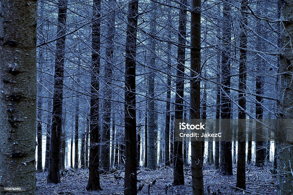 Blues foresta - Foto stock royalty-free di Albero