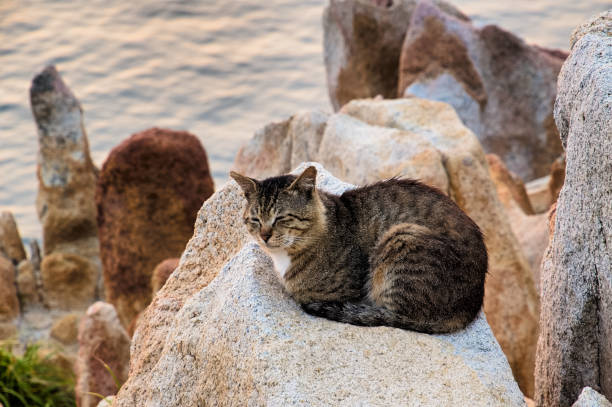 istock A cat on the beach VD702 1158761082
