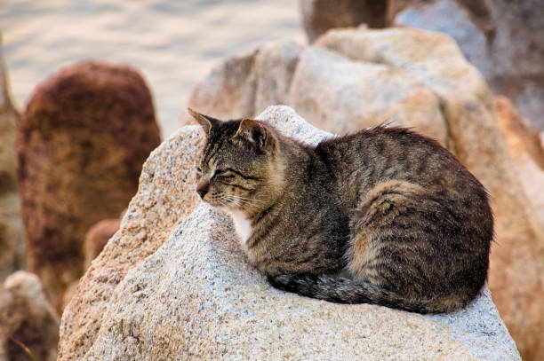 istock A cat on the beach VD702 1158761083
