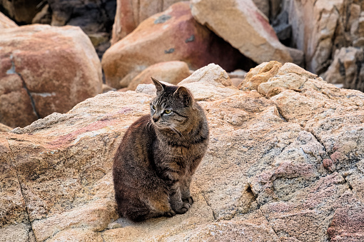 street cat on rocks behind the sea