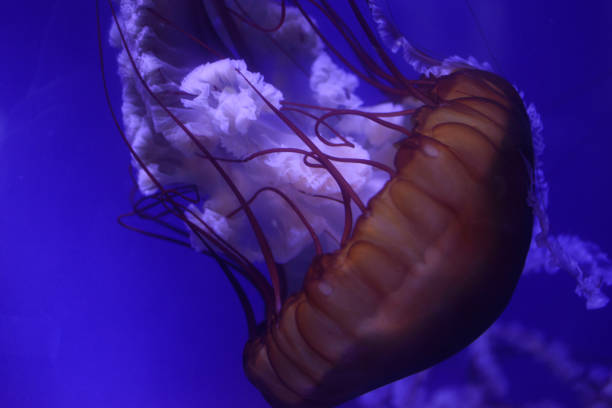 istock Beautiful jellyfish in the aquarium. 1158762302