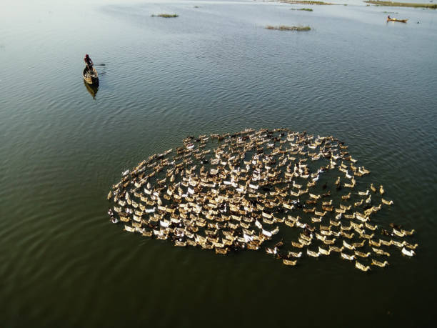 Local Mandalay Villager on wooden boat with his flock of ducks in Taung Tha Man Lake near U Bein Bridge Local Mandalay Villager on wooden boat with his flock of ducks in Taung Tha Man Lake near U Bein Bridge.Myanmar travel destination Amarapura stock pictures, royalty-free photos & images