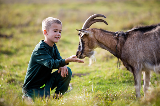 Young blond cute handsome smiling child boy playing with horned bearded goat outdoors on bright sunny summer or spring day on blurred light green grassy background.