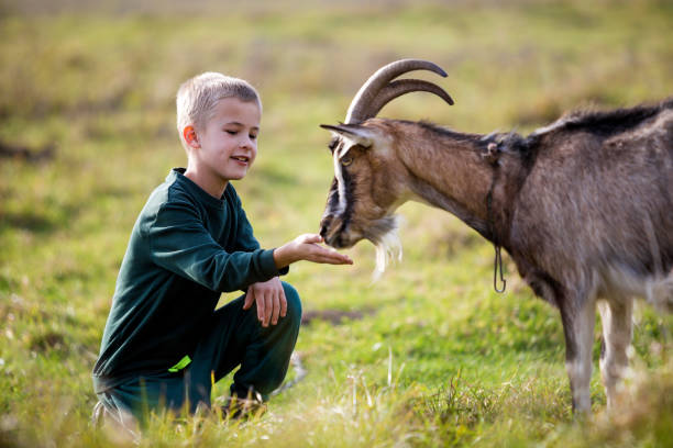 young blond cute handsome smiling child boy playing with horned bearded goat outdoors on bright sunny summer or spring day on blurred light green grassy background. - animals feeding animal child kid goat imagens e fotografias de stock