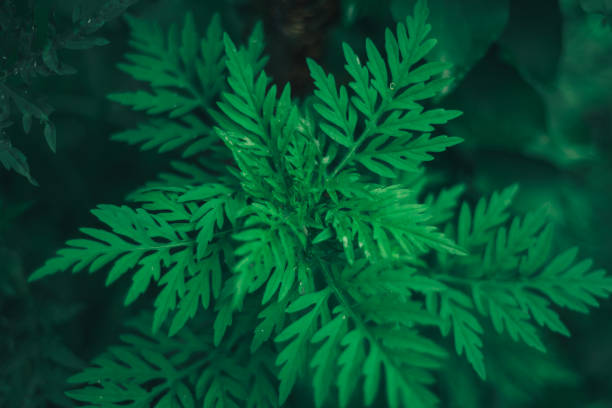 istock Close up ragweed on a garden. Macro view. 1158763424