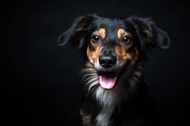 Portrait of Border collie isolated on black background stock photo