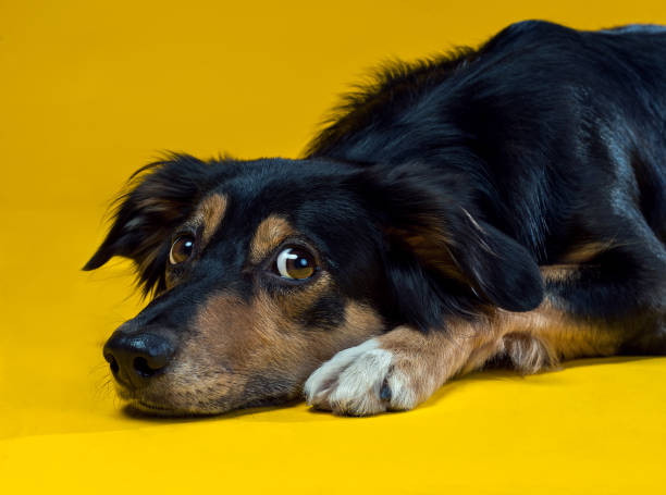 Portrait of Border collie isolated on black background stock photo