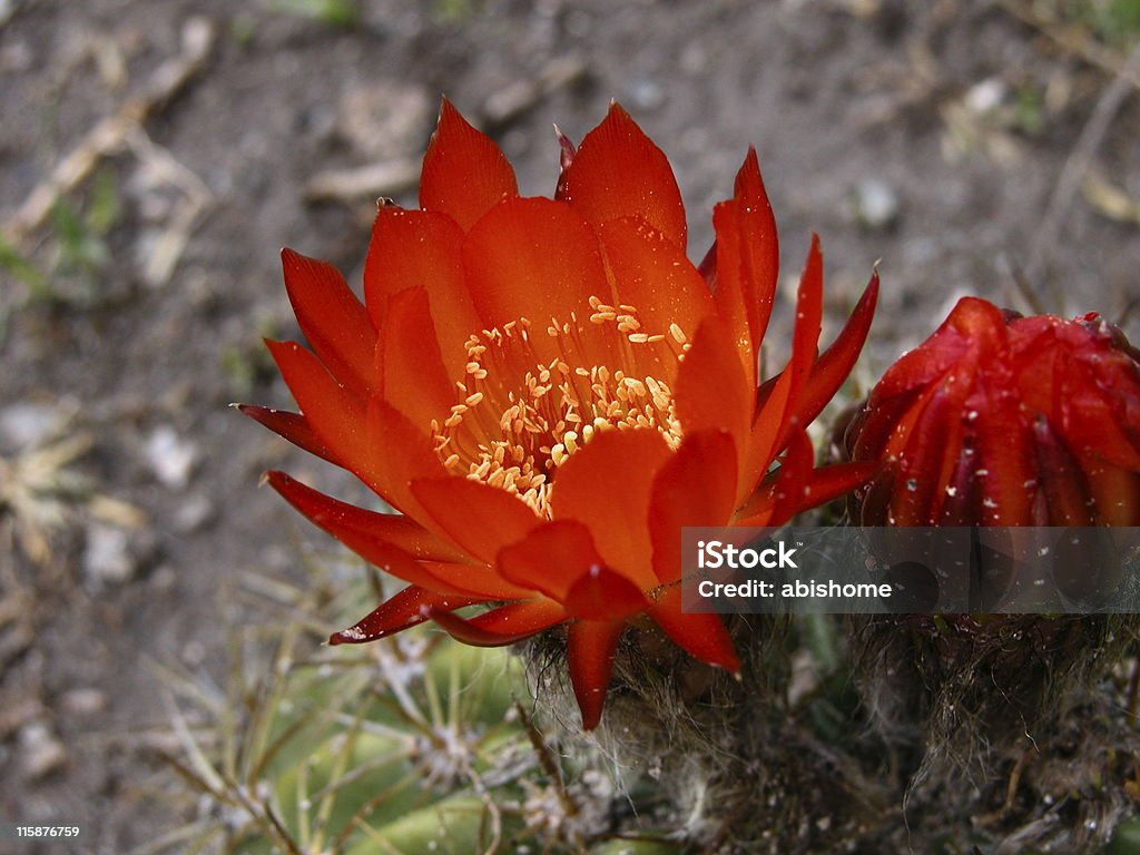 red cactus flower cactus bloom in argentine spring Argentina Stock Photo