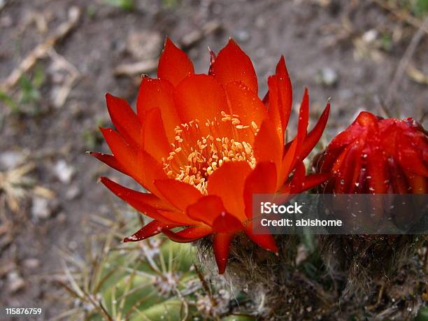 Czerwony Kaktus Kwiat - zdjęcia stockowe i więcej obrazów Argentyna - Argentyna, Bez ludzi, Cierń