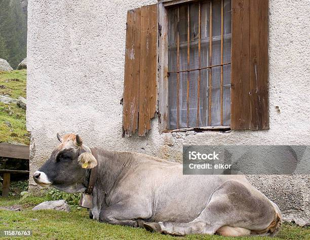 Dulce Hogar Foto de stock y más banco de imágenes de Agricultura - Agricultura, Alpes Europeos, Animal