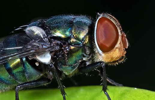 Macro Photography of Blowfly on Green Leaf Isolated on Black Background