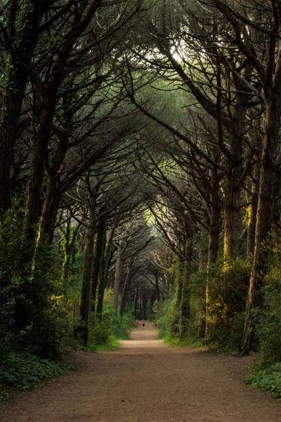 istock Majestic forest landscape at golden hour 1158770377