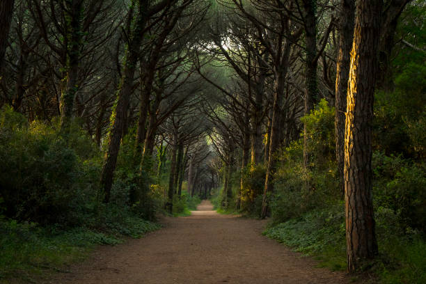 Majestic forest landscape at golden hour, with central road. Marina di Bibbona, Tuscany, Italy.