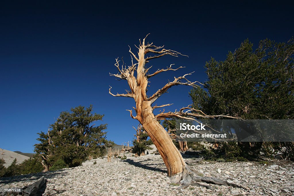 Ancient Bristlecone Pine - 16 - Photo de Abstrait libre de droits