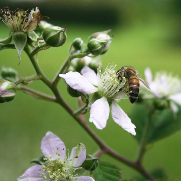 istock Honey bee collecting nectar on Blackberry flowers on branch. 1158773080