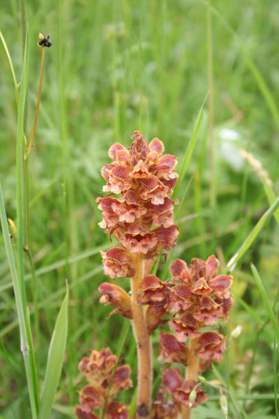 istock Broomrape, branched broomrape flower in the meadow 1158773208