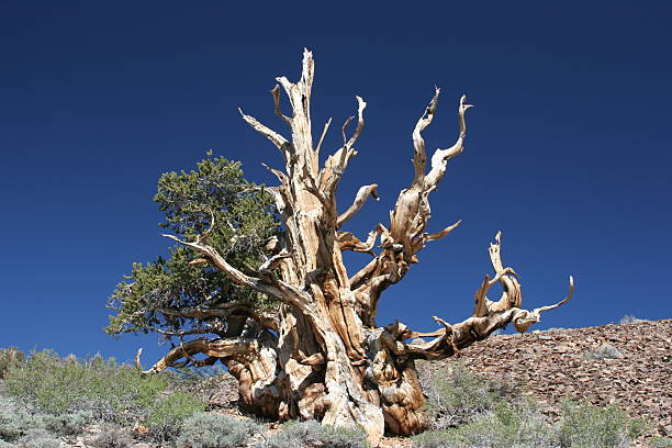 starożytnym sosna oścista - 18 - twisted tree california usa zdjęcia i obrazy z banku zdjęć