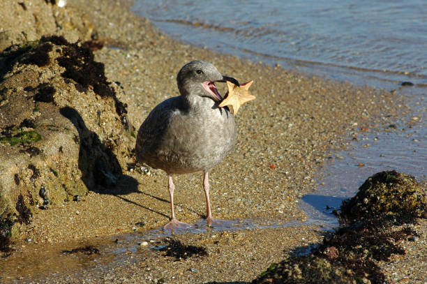 Juvenile western gull, 