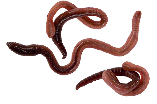 Isolated earth worms