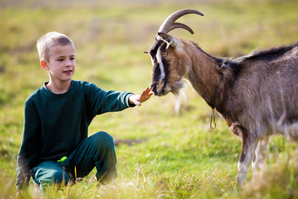 istock Young blond cute handsome smiling child boy playing with horned bearded goat outdoors on bright sunny summer or spring day on blurred light green grassy background. 1158777281