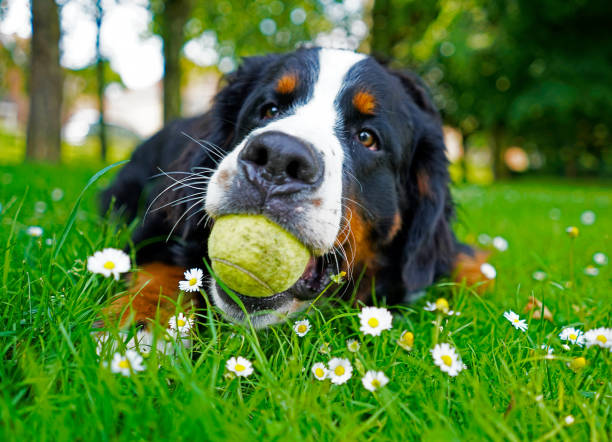 Bernese Mountain Dog puppy lying on the grass with a tennis ball in his mouth. The puppy is 10 months old. His is in a dog friendly park on a summer day. bernese mountain dog photos stock pictures, royalty-free photos & images