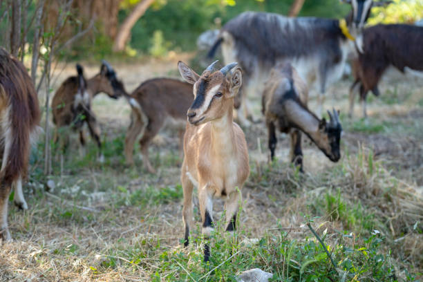 istock Goats in Provence, France 1158777510