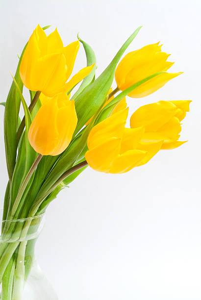 istock Vibrant yellow tulips in glass vase on white background 115877821