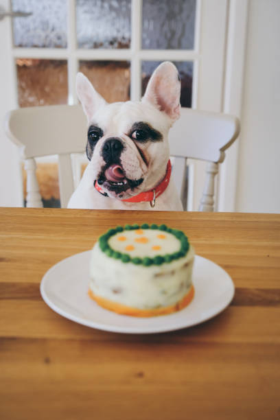 istock French Bulldog with dog Birthday Cake 1158778964