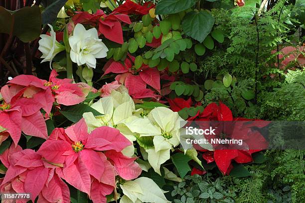 Winter Flowers Poinsettias And Amaryllis Stock Photo - Download Image Now - Poinsettia, Amaryllis, White Color