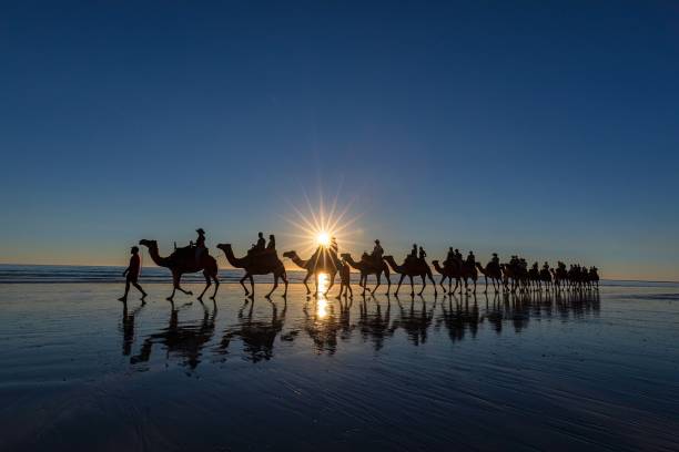 camel train at cable beach, broome - cable imagens e fotografias de stock